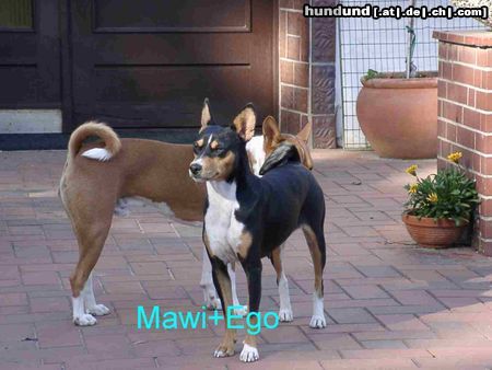 Basenji Mawi aus Afrika und Ego aus Pisa in Hemmoor