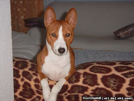 Basenji