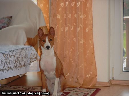 Basenji