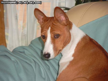 Basenji