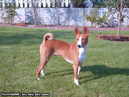 Basenji