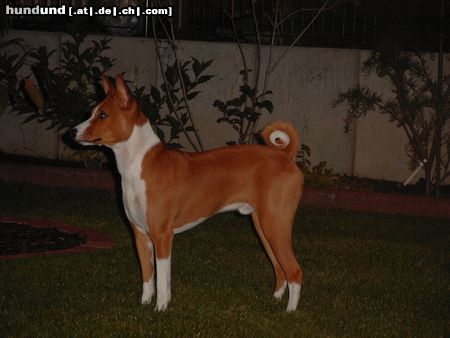 Basenji Oh, so dunkel...