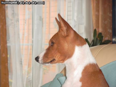 Basenji