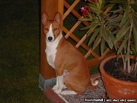 Basenji Wo seid Ihr denn - ist doch schon dunkel.