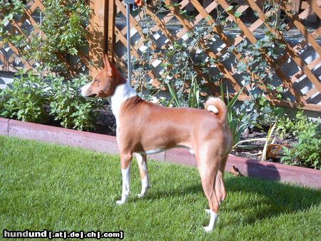 Basenji Schmetterlinge in Sicht?