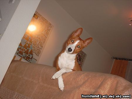 Basenji high...