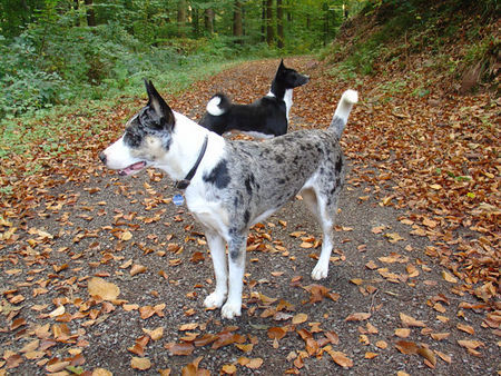 Basenji Herbstspaziergang