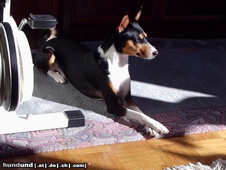 Basenji Ein schöner Sonnenplatzt