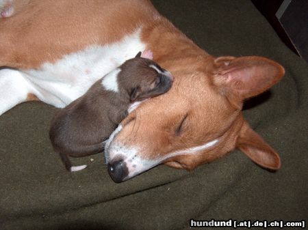 Basenji Amber mit Tochter Anima