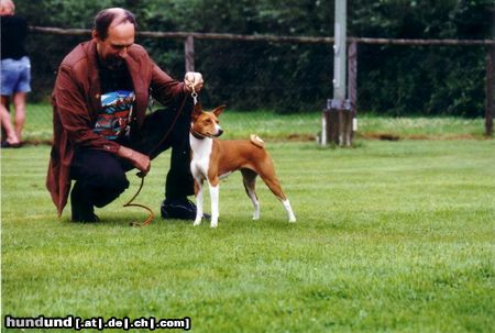 Basenji Unsere Hündin Over the Rainbow out of Africa, die Mutter von African Rainbow´s A+B Würfe