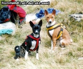 Basenji Ebo und Luba, die Rucksackwächter