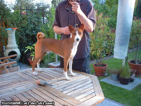 Basenji African Magic Moment`s Chinua