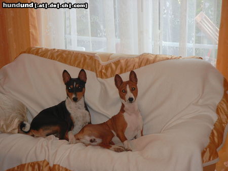 Basenji Eddie & Murphy