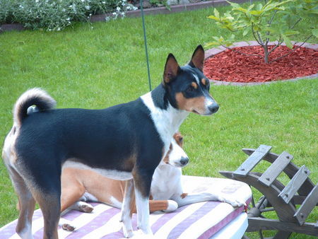 Basenji Eddie&Murphy