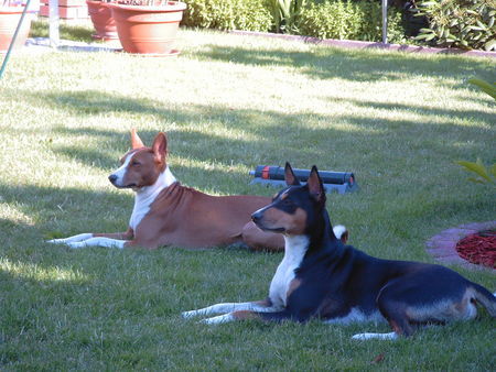 Basenji Eddie&Murphy