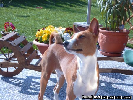 Basenji Die Schwalben sind wieder da...