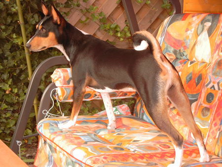 Basenji Eddie