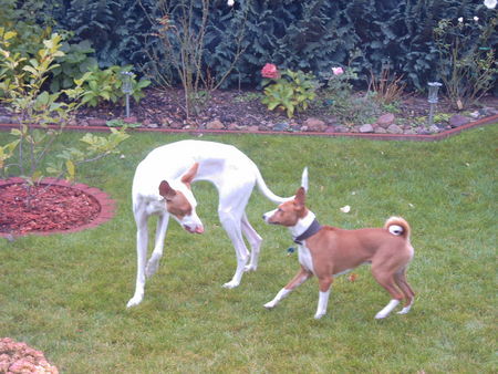 Basenji Murphy und Solar 