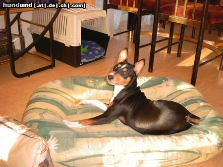 Basenji Eddie