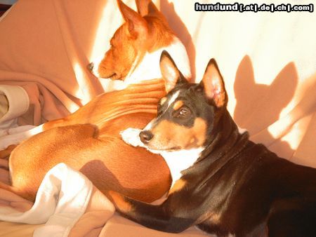 Basenji