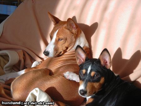 Basenji Endlich Sonne