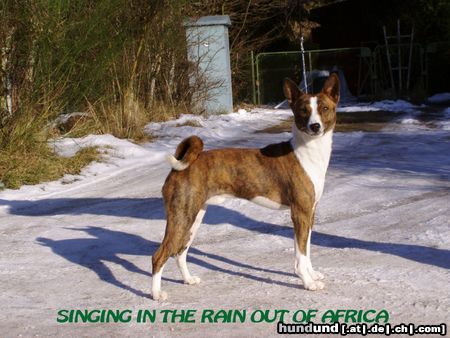 Basenji Singing In The Rain Out Of Africa