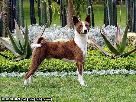 Basenji Singing In The Rain Out Of Africa