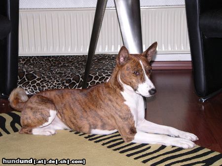 Basenji