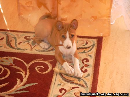 Basenji African Magic Moment's Chinua - 10 Wochen alt