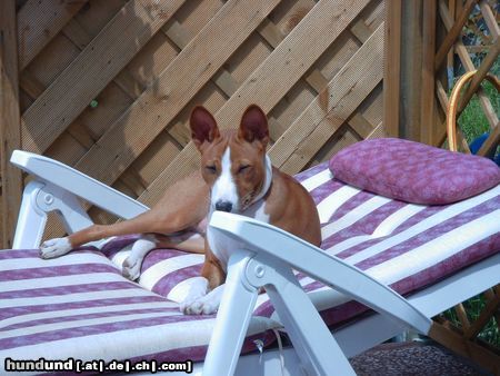 Basenji relaxed