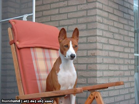 Basenji African Magic Moment\'s Chinua (Murphy)