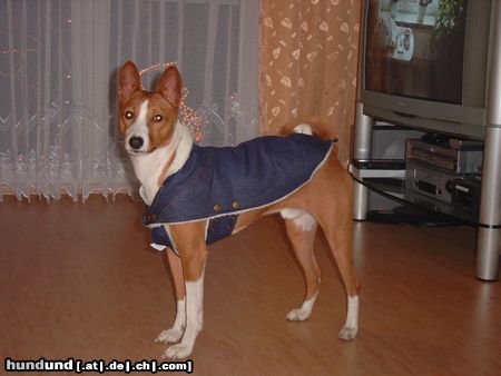 Basenji Jetzt kann der Winter kommen...