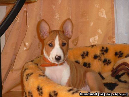 Basenji African Magic Moment's Chinua - hier bin ich schon 3 Monate alt