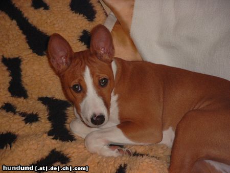 Basenji Chinua, genannt Murphy