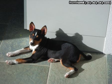 Basenji