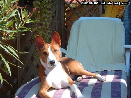 Basenji