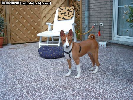 Basenji Murphy