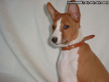 Basenji African Magic Moment's Chinua