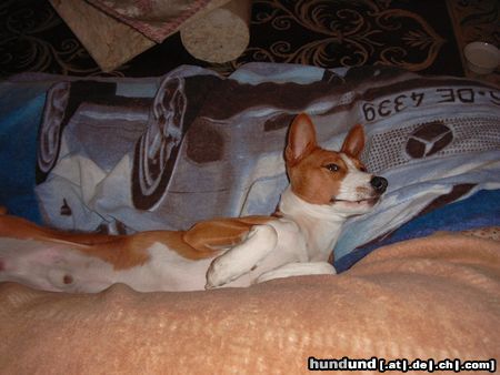 Basenji I feel good...