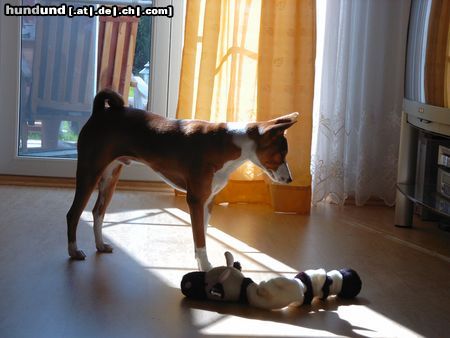 Basenji