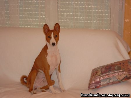 Basenji