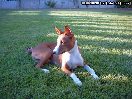 Basenji African Magic Moment's Chinua (Murphy)