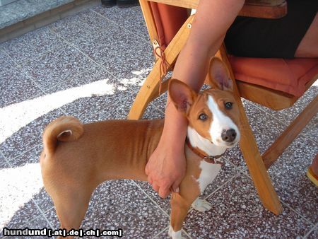 Basenji Murphy (Chinua)