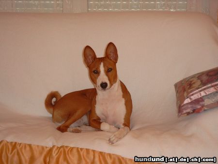 Basenji