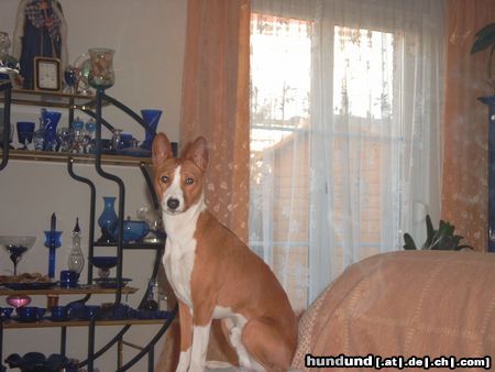 Basenji