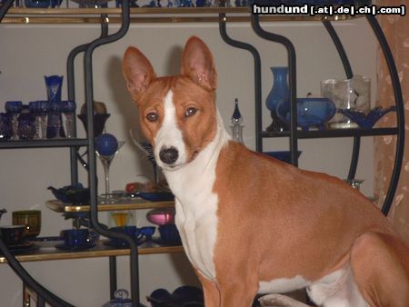 Basenji