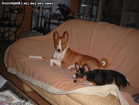 Basenji Eddie&Murphy