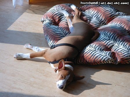 Basenji African Magic Moment's Chinua - Ah, Sonne!