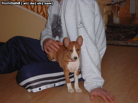 Basenji Chinua 