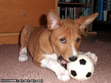 Basenji Im Tor bin ich die Beste...